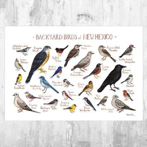 New Mexico Backyard Birds Field Guide Art Print / Watercolor - Etsy