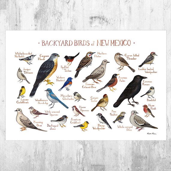 New Mexico Backyard Birds Field Guide Art Print / Watercolor - Etsy