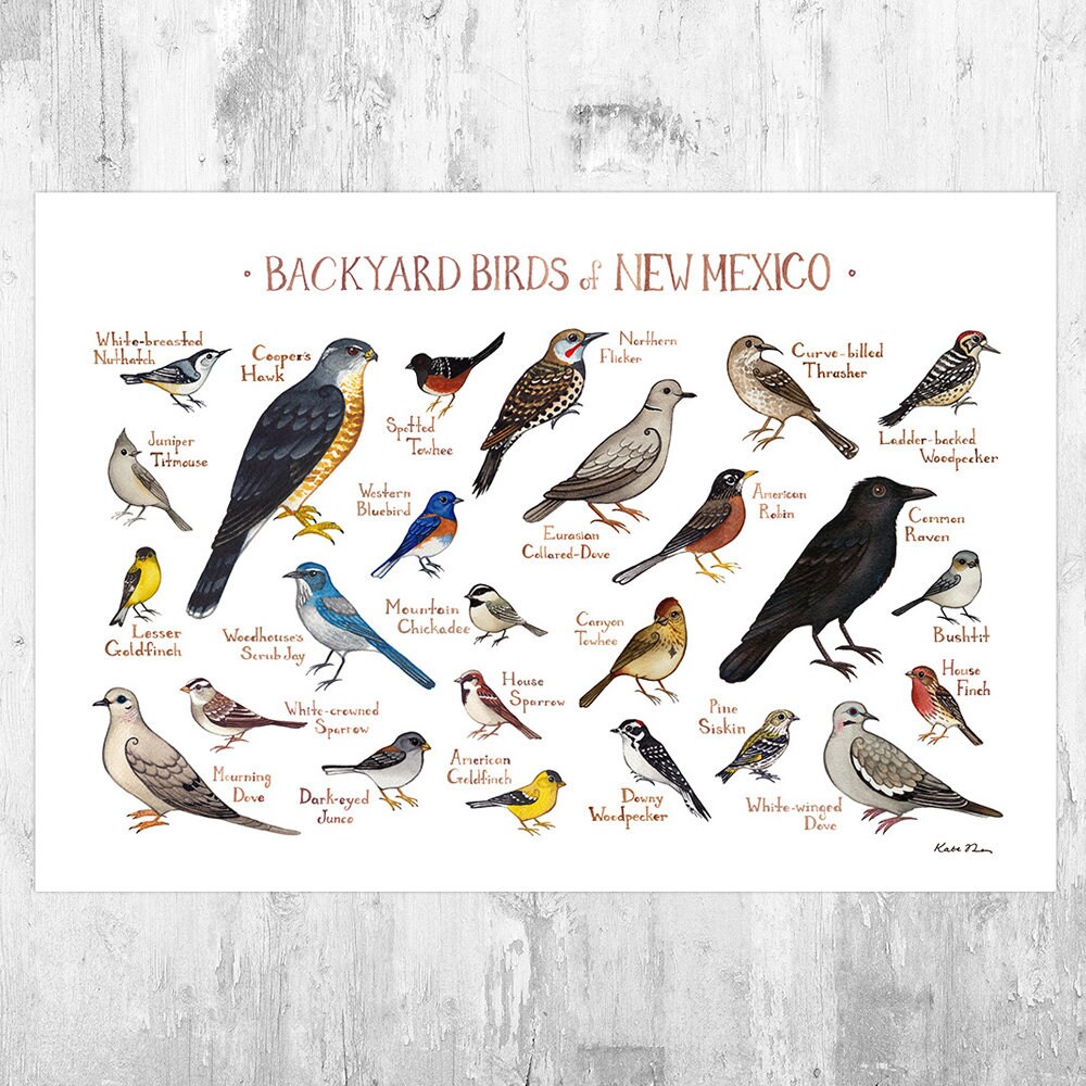 Illinois Backyard Birds Of Illinois Field Guide Print Bird Art Print