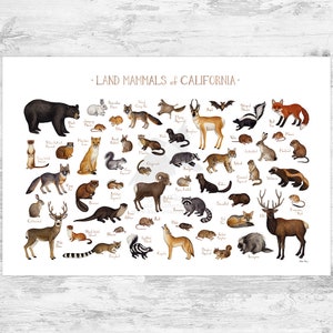 California Land Mammals Field Guide Art Print / Animals of California ...