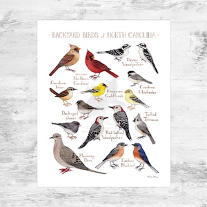 North Carolina Backyard Birds Field Guide Art Print Mini 8x10