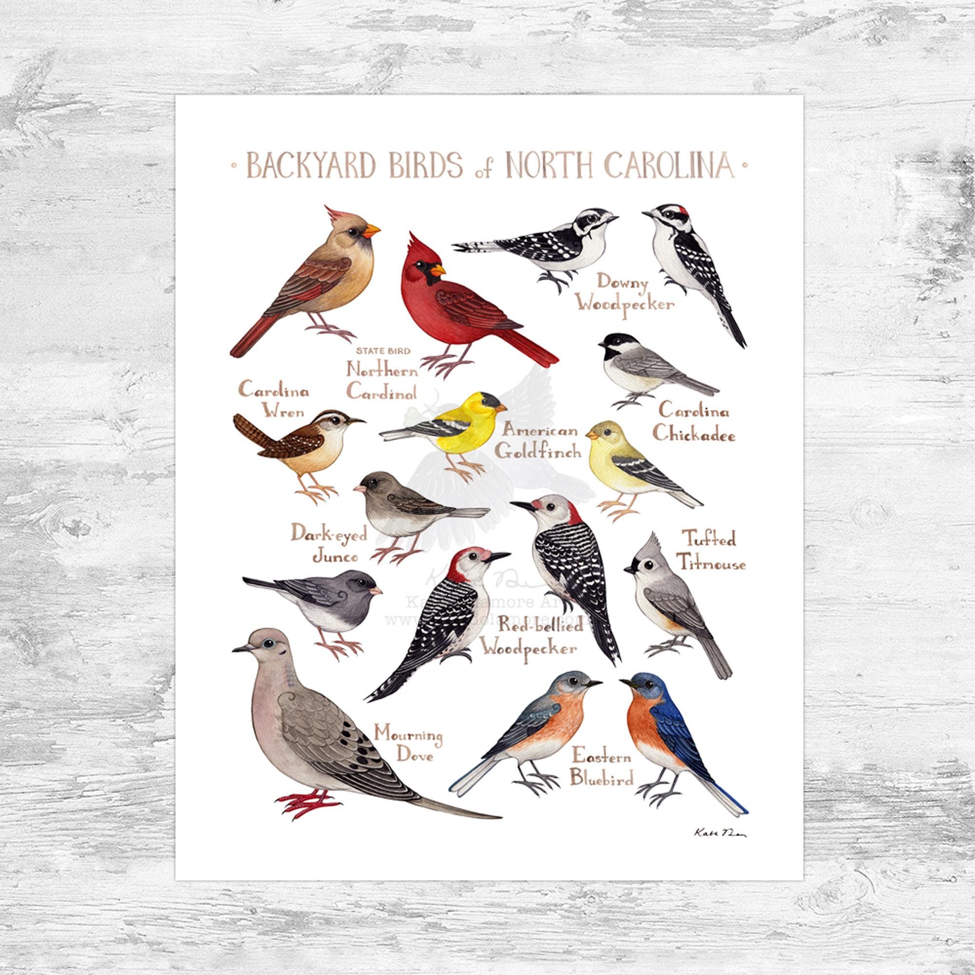 North Carolina Backyard Birds Field Guide Art Print Mini 8x10