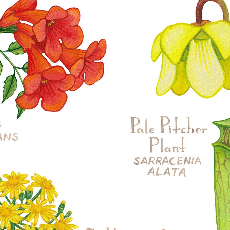 May include: Illustration of three different types of flowers. The first flower is red and has a trumpet shape. The second flower is yellow and has a pitcher shape. The third flower is yellow and has a cluster of small flowers. The text "Pale Pitcher Plant Sarracenia Alata" is written in brown.