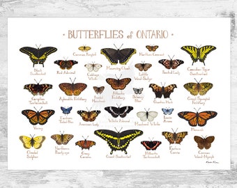 Ontario Butterflies Field Guide Art Print / Butterfly Poster / Canada Nature Study Wall Art / Canadian Wildlife Print