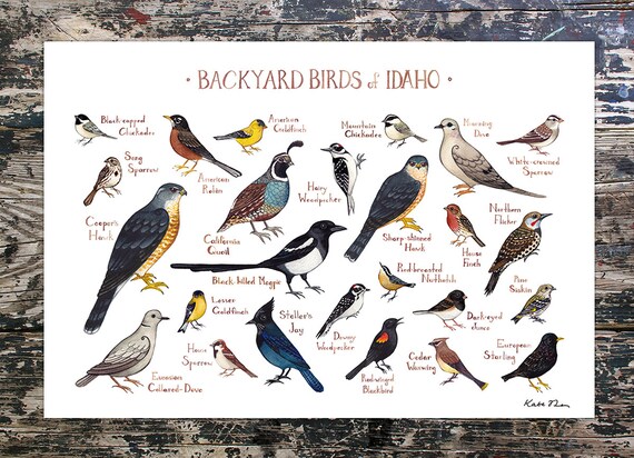 Idaho Backyard Birds Field Guide Art Print Watercolor Etsy