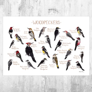 Woodpeckers of North America Field Guide Art Print  / Watercolor Bird Poster