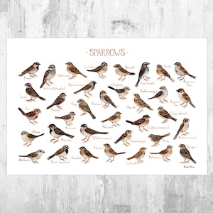 Impresión artística de la guía de campo Gorriones de América del Norte / Póster de aves en acuarela