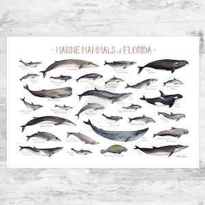 Impresión artística de la guía de campo de mamíferos marinos de Florida / Póster de animales del océano con ballenas y delfines