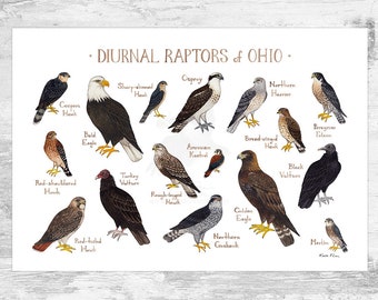 タカ ハヤブサなど猛禽類 写真集「Birds of Prey」フロイド・ショルツ オハイオ州昼行性猛禽類フィールドガイドアートプリント / タカ