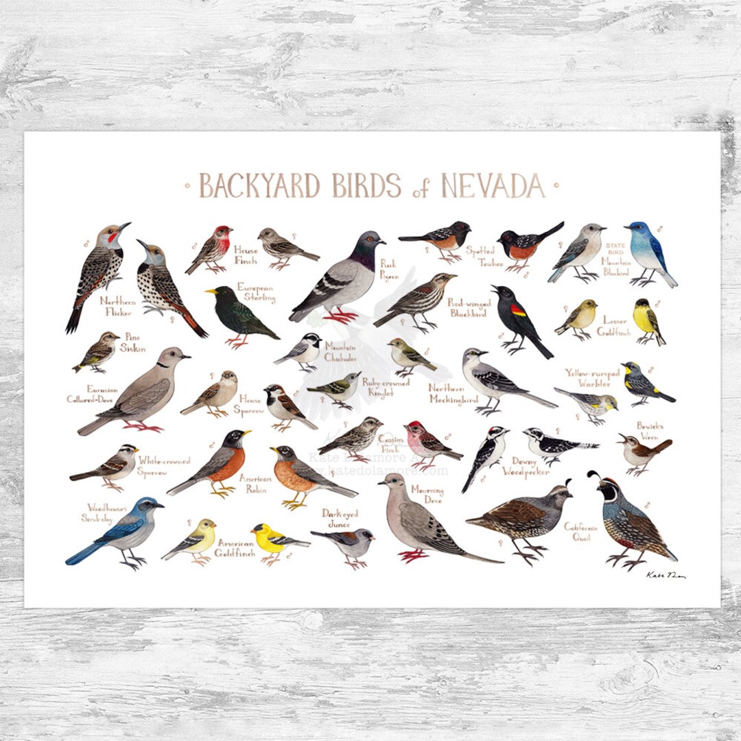 Nevada Backyard Birds Field Guide Art Print / Watercolor Painting Print