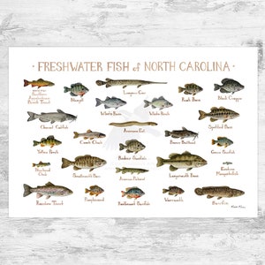 North Carolina Freshwater Fish Field Guide Art Print / Fish Nature Study Poster