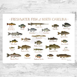 Impression d'art du guide de terrain sur les poissons d'eau douce de Caroline du Nord / Poster d'étude de la nature des poissons