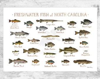 Op de afbeelding: Een geïllustreerde gids voor zoetwatervissen die in North Carolina voorkomen. De gids toont 20 verschillende vissoorten, waaronder de staatsvis, de zuidelijke Appalachen-beekforel. Elke vis is realistisch afgebeeld en met zijn gebruikelijke naam eronder beschreven.