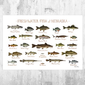 Impresión artística de la guía de campo de peces de agua dulce de Nebraska / Póster de estudio de la naturaleza de los peces
