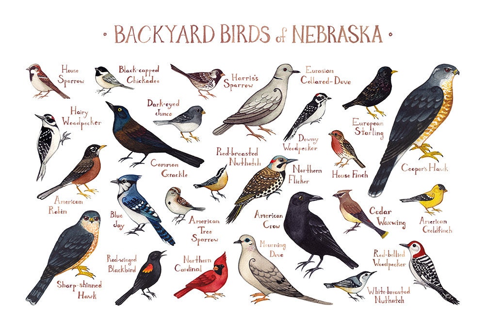Nebraska Backyard Birds Field Guide Art Print / Watercolor | Etsy