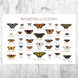 Impression d'art du guide de terrain des papillons de Californie / Poster de papillons / Peinture à l'aquarelle / Art mural / Impression de la nature
