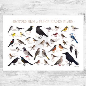 Prince Edward Island Backyard Birds Field Guide Art Druck / Aquarell Malerei / Wandkunst / Naturdruck / Vogel Poster