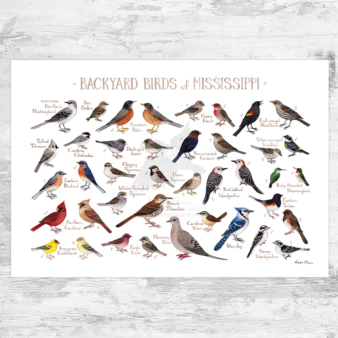 Mississippi Birds Identification Chart