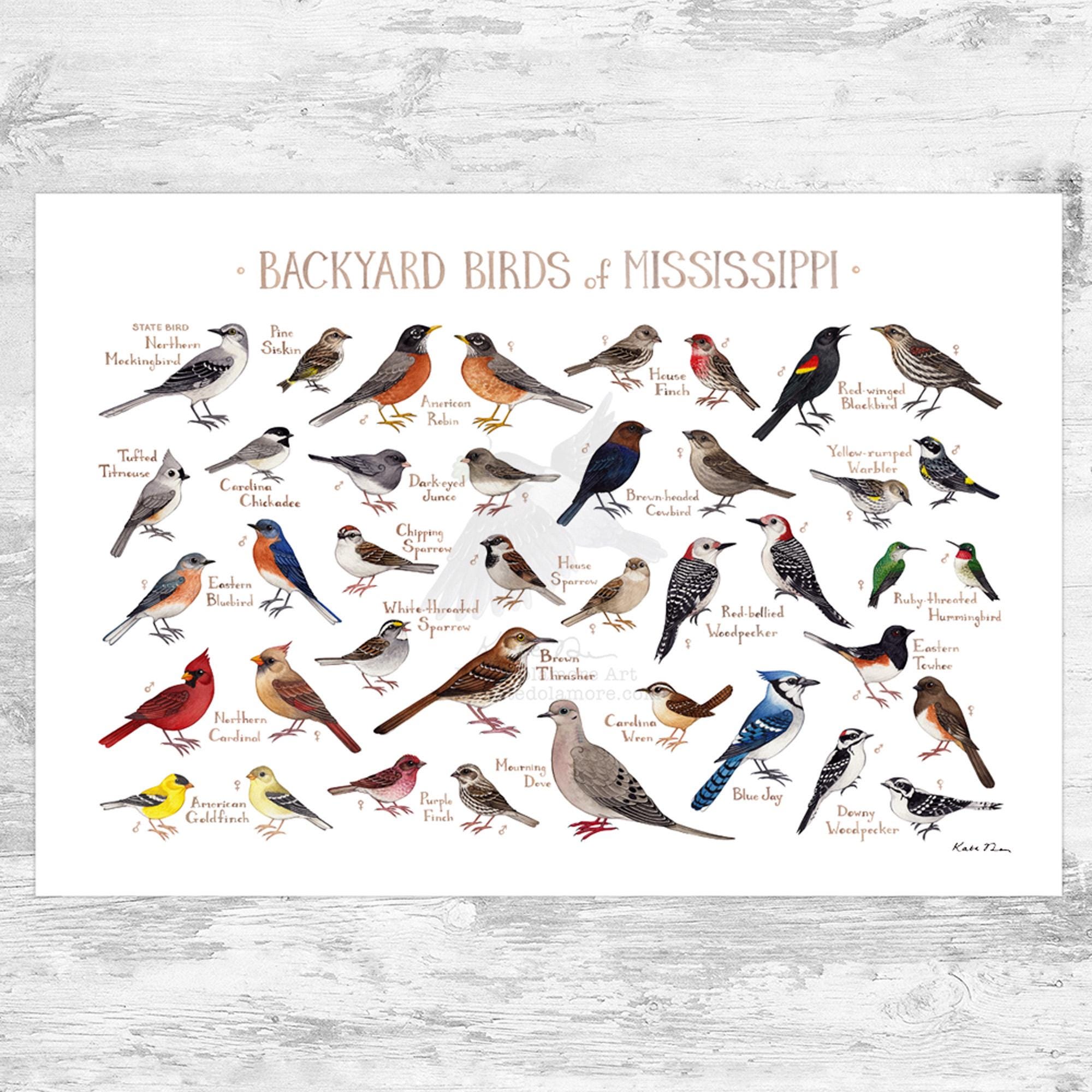 Mississippi Backyard Birds Field Guide Art Print / Watercolor