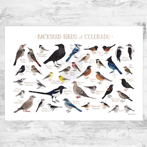 Colorado Backyard Birds Field Guide Art Print / Watercolor Painting Print / Birdwatching Wall Art / Nature Print / Bird Poster