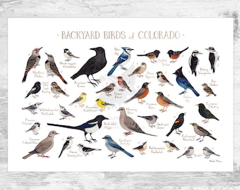 Colorado Backyard Birds Field Guide Art Print / Watercolor Painting Print / Birdwatching Wall Art / Nature Print / Bird Poster