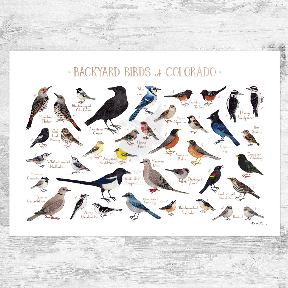 L Oiseau Du Colorado Poésie A Imprimer Colorado Backyard Birds Field Guide Art Print / Aquarelle - Etsy France