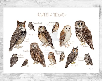 Impresión artística de la Guía de campo de los búhos de Texas / Póster de aves rapaces en acuarela