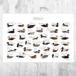 Impresión artística de la guía de campo de patos de América del Norte / Póster de aves de patos en acuarela