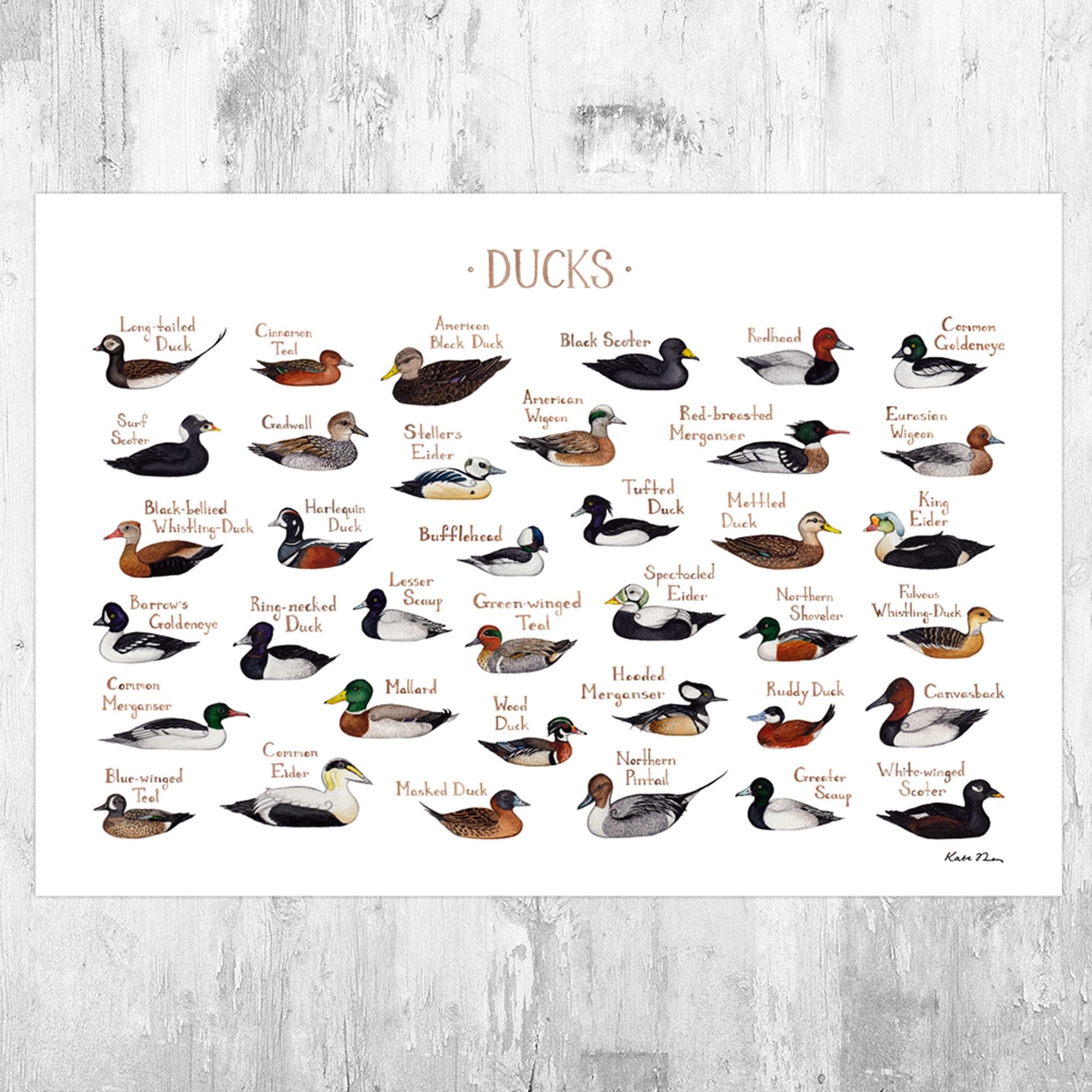 Ducks of North America Field Guide Art Print /  Watercolor Ducks Bird Poster