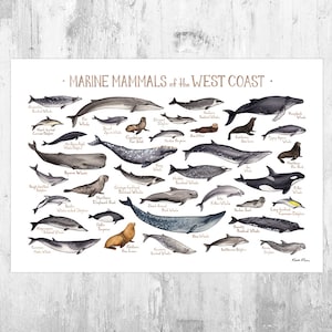 West Coast Marine Mammals Field Guide Art Print / Pacific Ocean Animals Poster Featuring Whales and Dolphins
