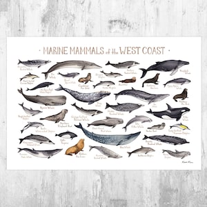 West Coast Marine Mammals Field Guide Art Print / California, Oregon, Washington Ocean Animals Poster / Watercolor Painting / Nature Print