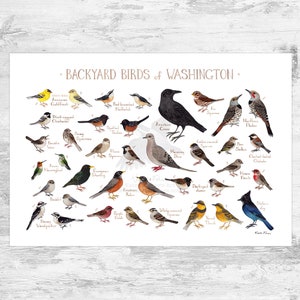 Washington Backyard Birds Field Guide Art Print / Watercolor Painting Print / Birdwatching Wall Art / Nature Print / Bird Poster