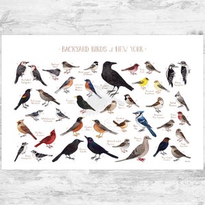 New York Backyard Birds Field Guide Art Print / Watercolor Painting Print / Birdwatching Wall Art / Nature Print / Bird Poster