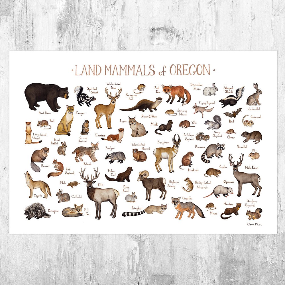 Oregon Land Mammals Field Guide Art Print / Animals of Oregon Etsy