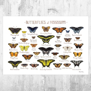Puede incluir: Un gráfico colorido con ilustraciones de 25 mariposas diferentes que se encuentran en Mississippi. El gráfico se titula "Butterflies of Mississippi". Cada mariposa está etiquetada con su nombre común.
