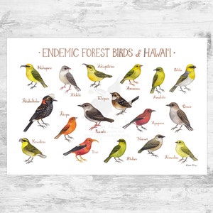 Hawaii Endemic Forest Birds Field Guide Art Print / Native Forest Birds of Hawai’i Wall Art / Nature Print / Bird Poster