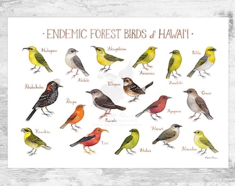 Hawaii Endemic Forest Birds Field Guide Art Print / Native Forest Birds of Hawai’i Wall Art / Nature Print / Bird Poster