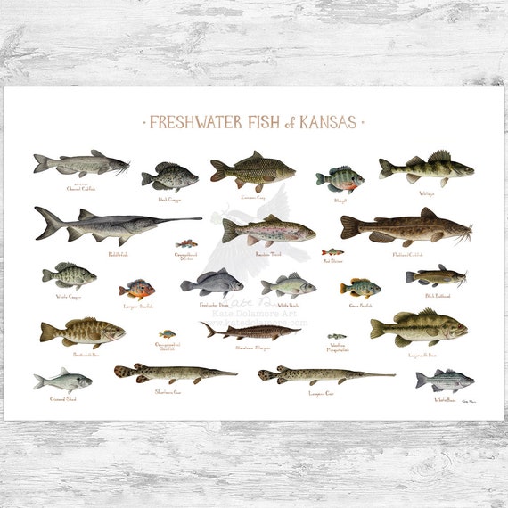 Kansas Freshwater Fish Field Art Print / Fish Nature - Etsy