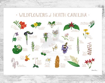 Op de afbeelding: Een kleurrijke geïllustreerde poster met 25 verschillende wilde bloemen die inheems zijn in North Carolina. De poster bevat de algemene naam en de wetenschappelijke naam van elke bloem. De poster heeft de titel "Wildflowers of North Carolina".