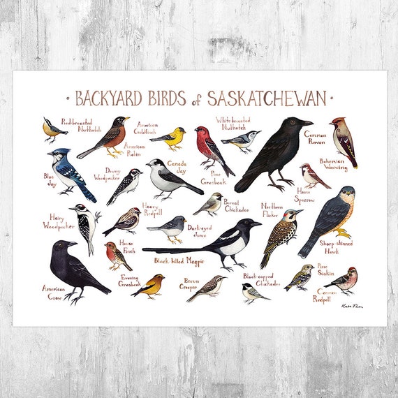 Saskatchewan Backyard Birds Field Guide Art Print Watercolor Etsy