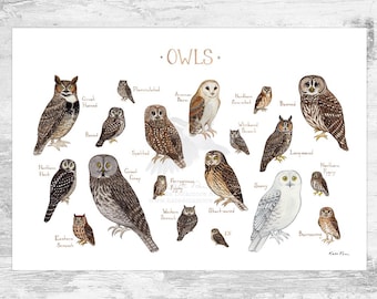 Owls of North America Field Guide Art Print  / Watercolor Birds of Prey Poster