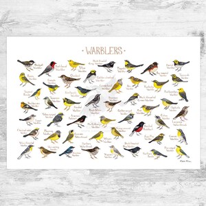 Guía de campo de las currucas de Norteamérica: impresión artística / póster de aves migratorias en acuarela