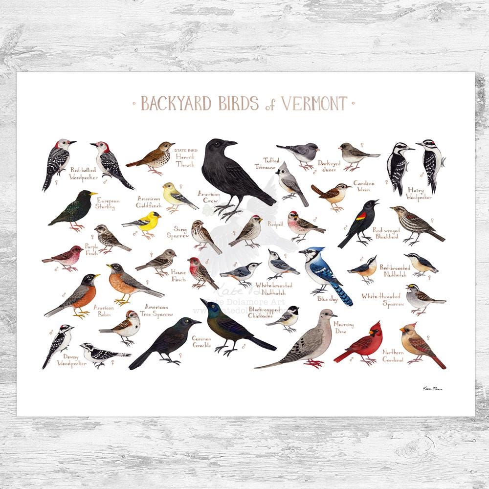 Vermont Backyard Birds Field Guide Art Print / Watercolor Painting
