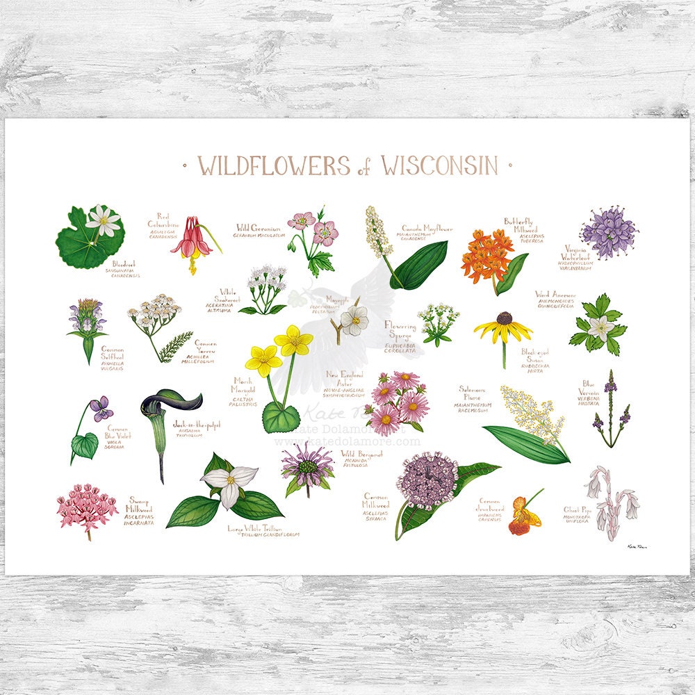 Wisconsin Wildflowers Field Guide Art Print / Common Flowers of ...
