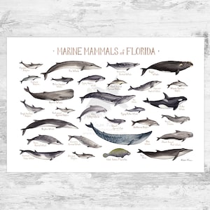 Florida Marine Mammals Field Guide Art Print / Ocean Animals Poster / Watercolor Painting / Wall Art / Nature Print