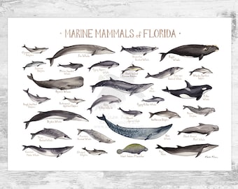 Florida Marine Mammals Field Guide Art Print / Ocean Animals Poster / Watercolor Painting / Wall Art / Nature Print