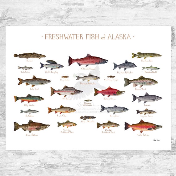 Freshwater Fish Wall Chart 53 Species Poster