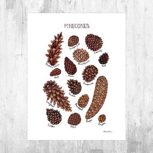 Pine Cones Field Guide Art Print  / Watercolor Painting / Wall Art / Nature Print