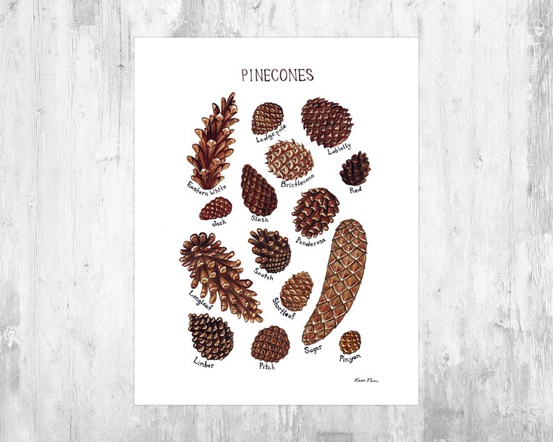 Pine Cones Field Guide Art Print  / Watercolor Painting / Wall image 0