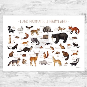 Maryland Land Mammals Field Guide Art Print  / Animals of Maryland / Watercolor Painting / Wall Art / Nature Print / Wildlife Poster